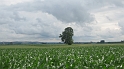 Dillingen_Neuburg_612
