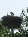 Rad2010_Usedom_198
